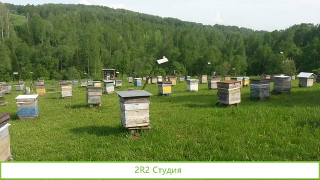 Продам пасеку