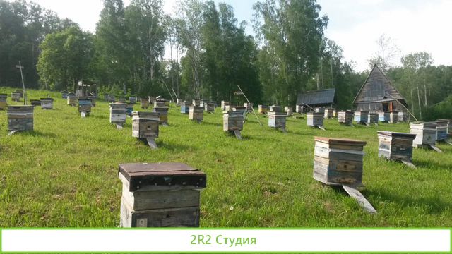 Продам пасеку