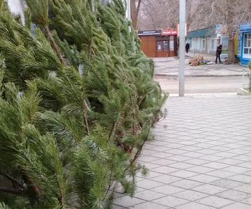 Продам торговое место новогодней сосной
