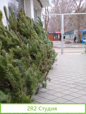 Продам торговое место новогодней сосной