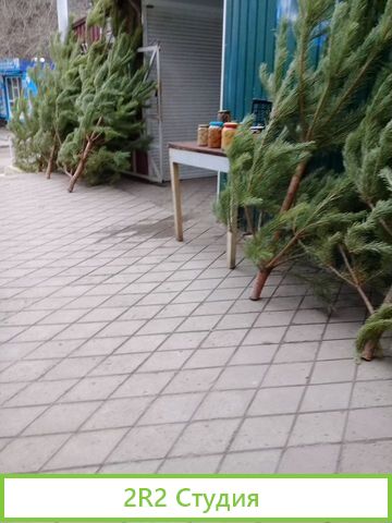 Продам торговое место новогодней сосной