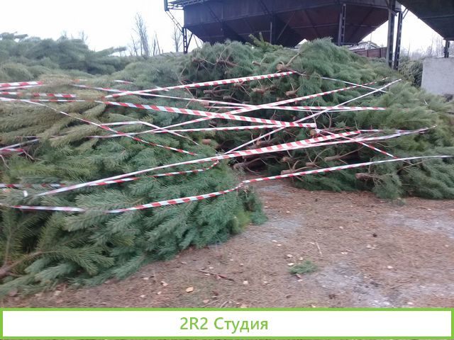 Продам торговое место новогодней сосной
