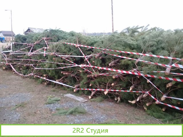 Продам торговое место новогодней сосной