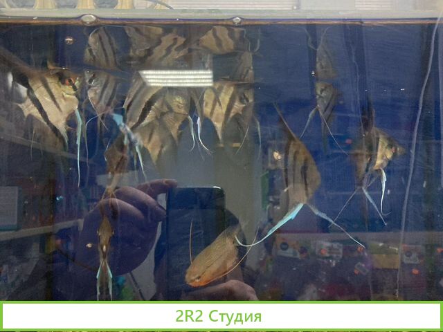 Продам зоомагазин