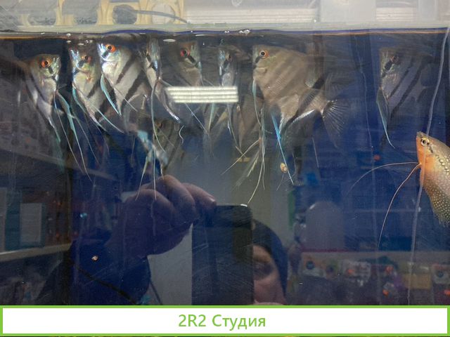 Продам зоомагазин