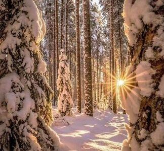 Продаю 6 делянок В березнике/лес на корню