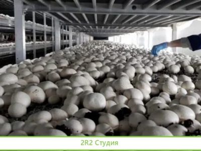 Продаю ферму по производству шампиньонов