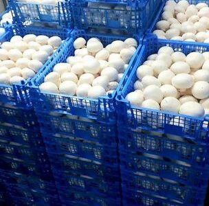 Продаю ферму по производству шампиньонов