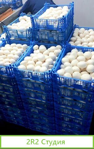Продаю ферму по производству шампиньонов