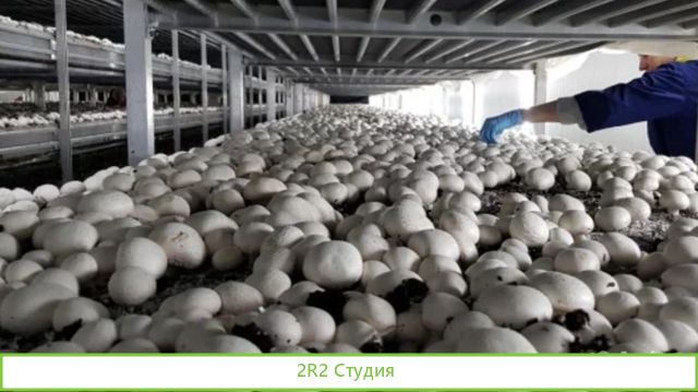 Продаю ферму по производству шампиньонов