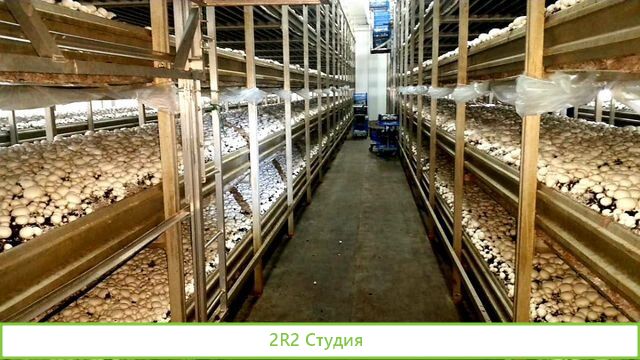 Продаю ферму по производству шампиньонов