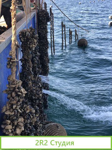 Продаю готовый бизнес устрично-мидиевая ферма