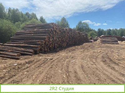 Продажа аренды леса
