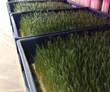 Производство микрозелени, витграсс