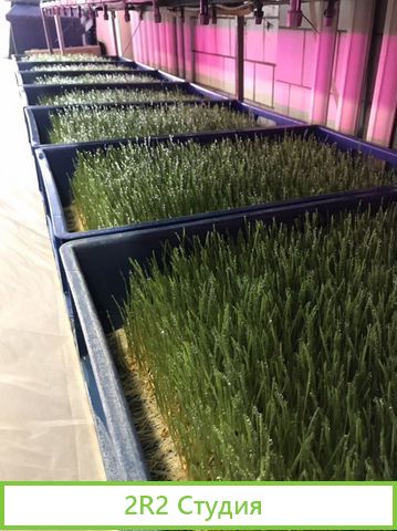 Производство микрозелени, витграсс