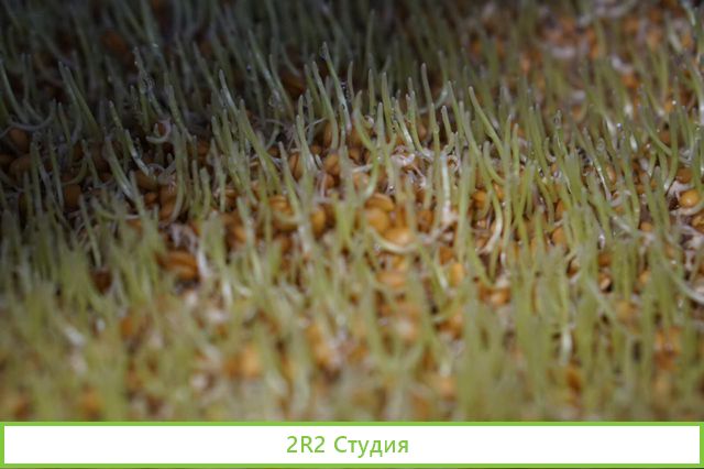 Производство микрозелени, витграсс