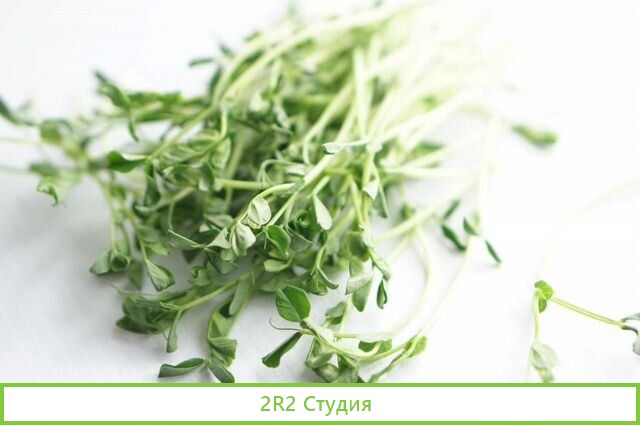 Производство микрозелени, витграсс