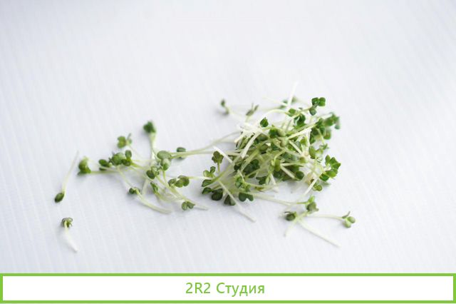 Производство микрозелени, витграсс