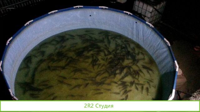 Прудовое хозяйство. Разведение рыбы