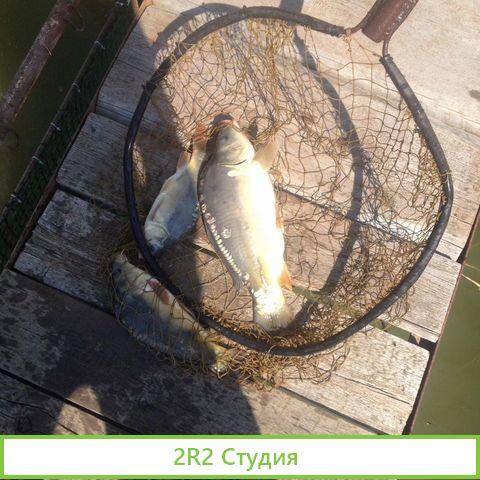 Прудовое хозяйство. Разведение рыбы