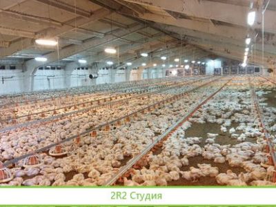 Птицеферма