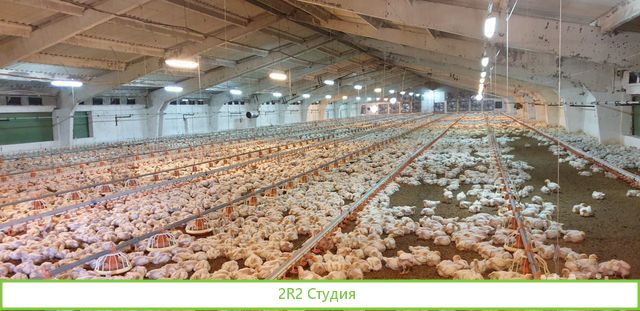 Птицеферма