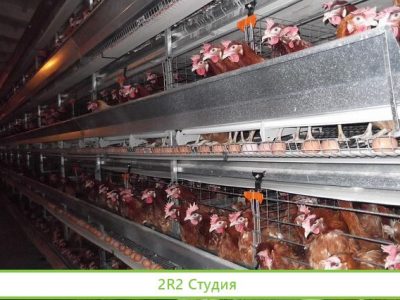 Птицеферма на 50000 голов, готовая к работе