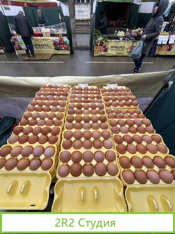 Птицеводческий бизнес по производтву кур Яйца