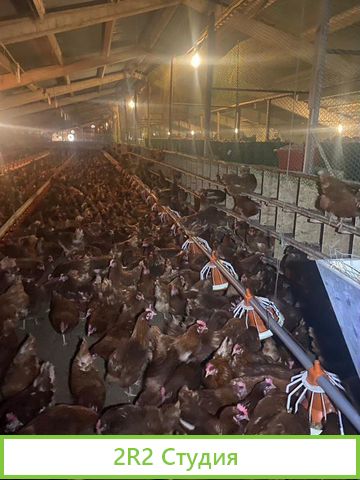 Птицеводческий бизнес по производтву кур Яйца