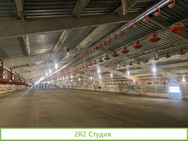 Птицеводческий бизнес по производтву кур Яйца