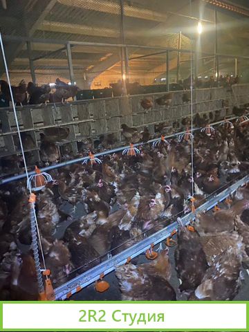 Птицеводческий бизнес по производтву кур Яйца