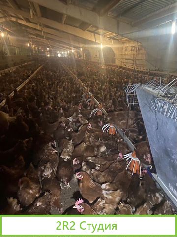 Птицеводческий бизнес по производтву кур Яйца