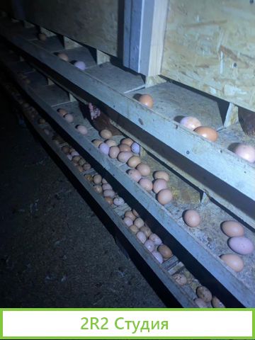 Птицеводческий бизнес по производтву кур Яйца