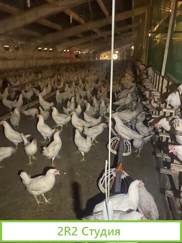 Птицеводческий бизнес по производтву кур Яйца