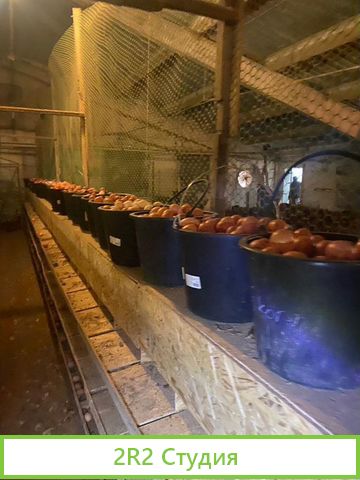 Птицеводческий бизнес по производтву кур Яйца