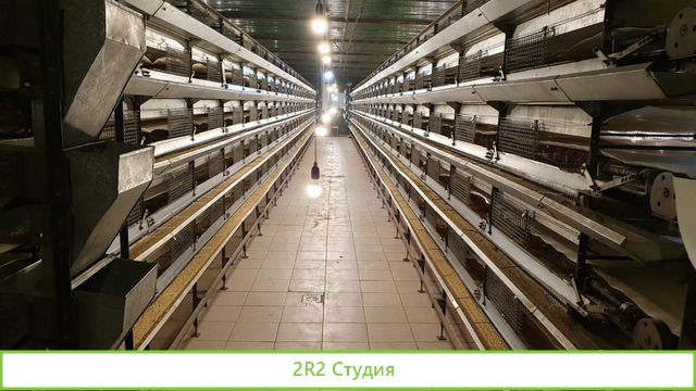 Птицеводческий комплекс Производство перепелов