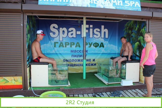 Рыбки Гора-руфа на пляже в Адлере,2022 г