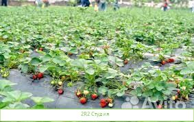 Совместное производство клубники