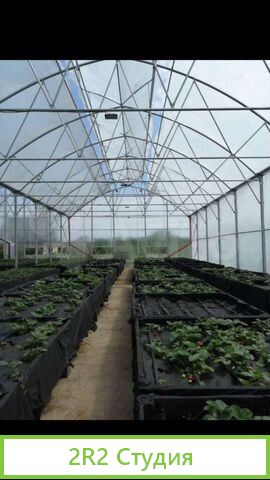 Теплица 500 кв.м. рядом с поселком Ленина