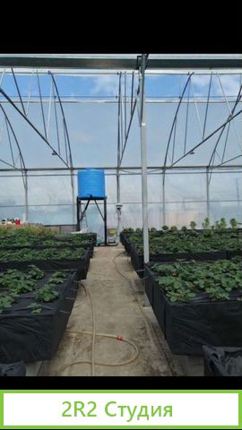 Теплица 500 кв.м. рядом с поселком Ленина