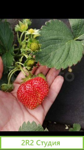 Теплица 500 кв.м. рядом с поселком Ленина