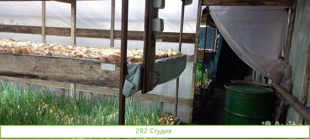 Теплица для выращивания зелени