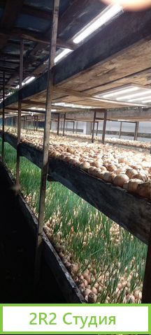 Теплица для выращивания зелени