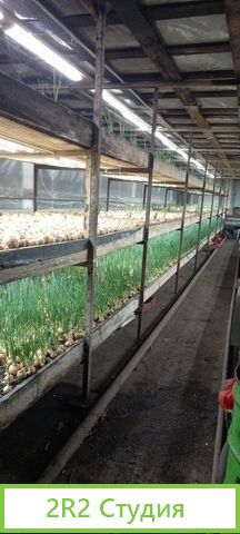 Теплица для выращивания зелени