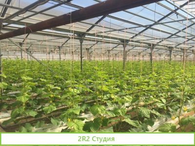 Тепличный комплекс