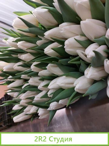 Точки на 8 марта и Тюльпаны под ключ