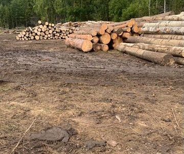 Участок для заготовки древесины