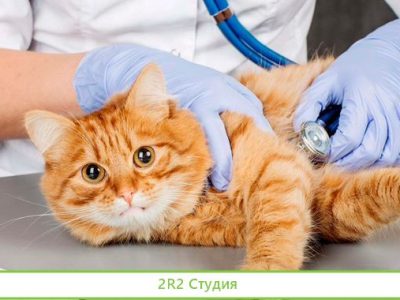 Ветеринарная клиника / Доход 250000