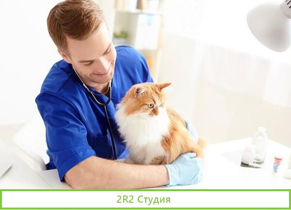 Ветеринарная клиника. Высокая прибыль от 350 тыс
