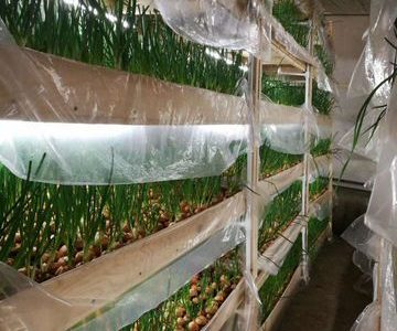 Зелная ферма запуск в Вашем городе